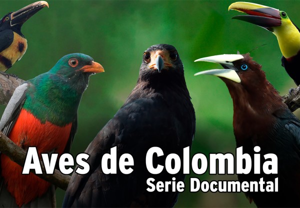 Série documentaire Oiseaux de Colombie's header image