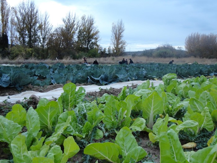 huerta-hermosa.jpg