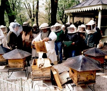 Visitas a las colmenas- Visiting Hives