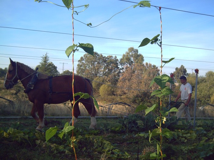 De la tradición a la innovación pasando por BBBFarming